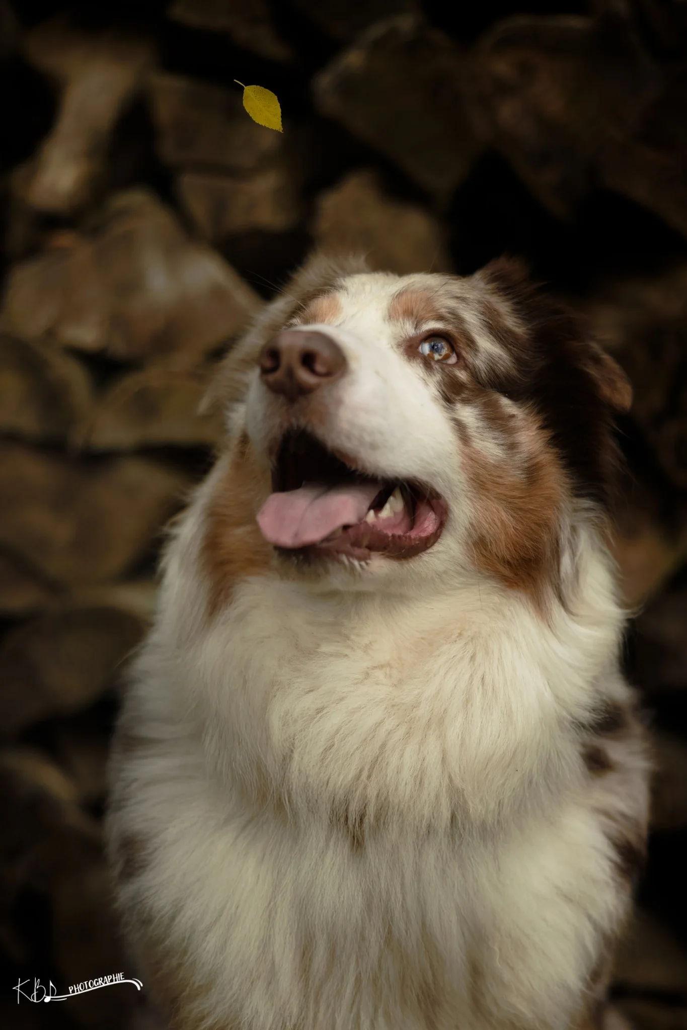Photographie animalière en extérieur par KBL.photographie
