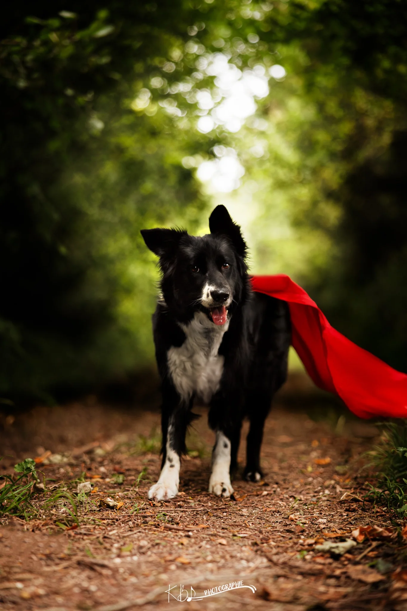 Photographie Super Dog cinématographique par KBL.photographie