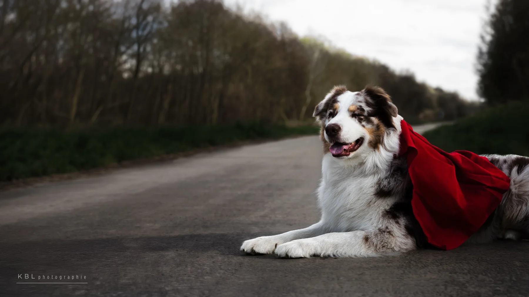 Photographie Super Dog cinématographique par KBL.photographie