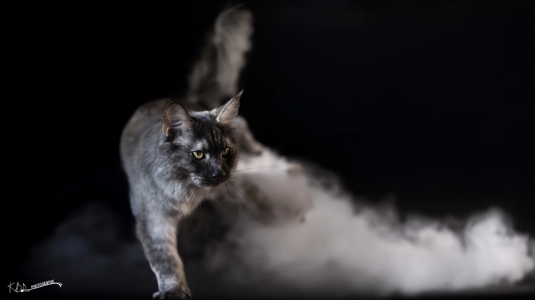 Photographie animalière en studio par KBL.photographie