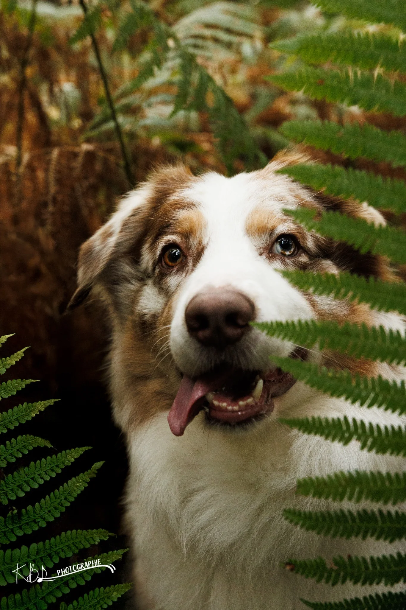 Photographie animalière en extérieur par KBL.photographie