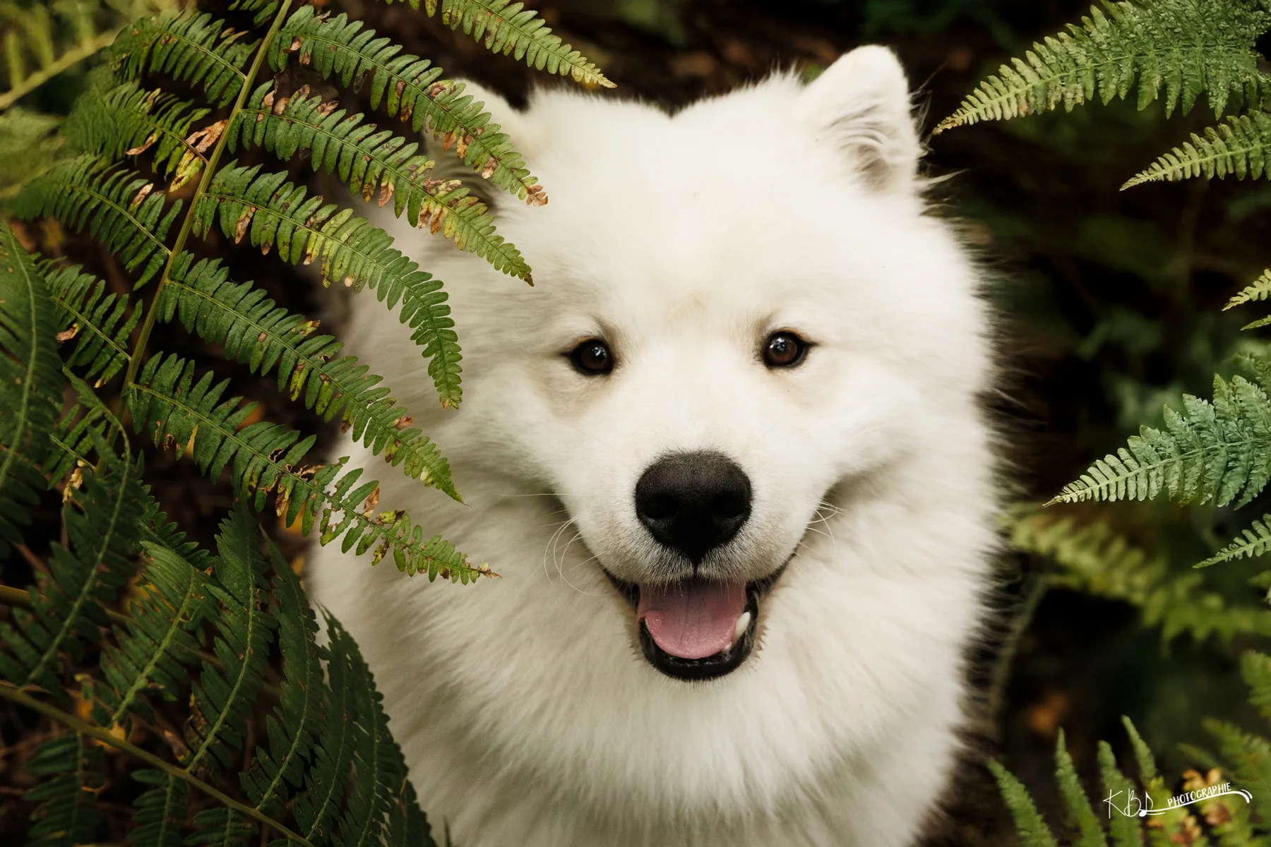 Photographie animalière en extérieur par KBL.photographie