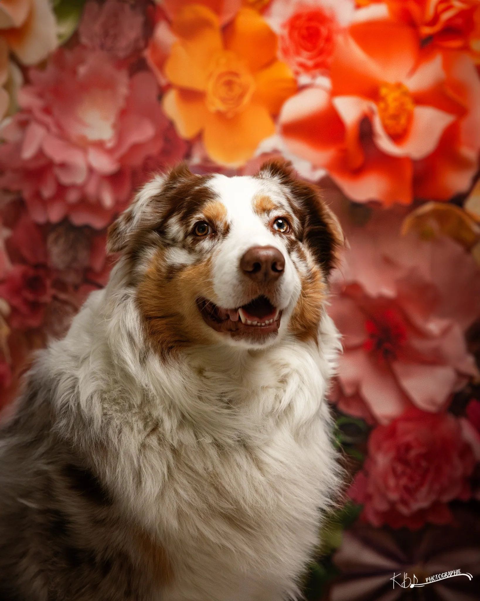 Photographie animalière en studio par KBL.photographie