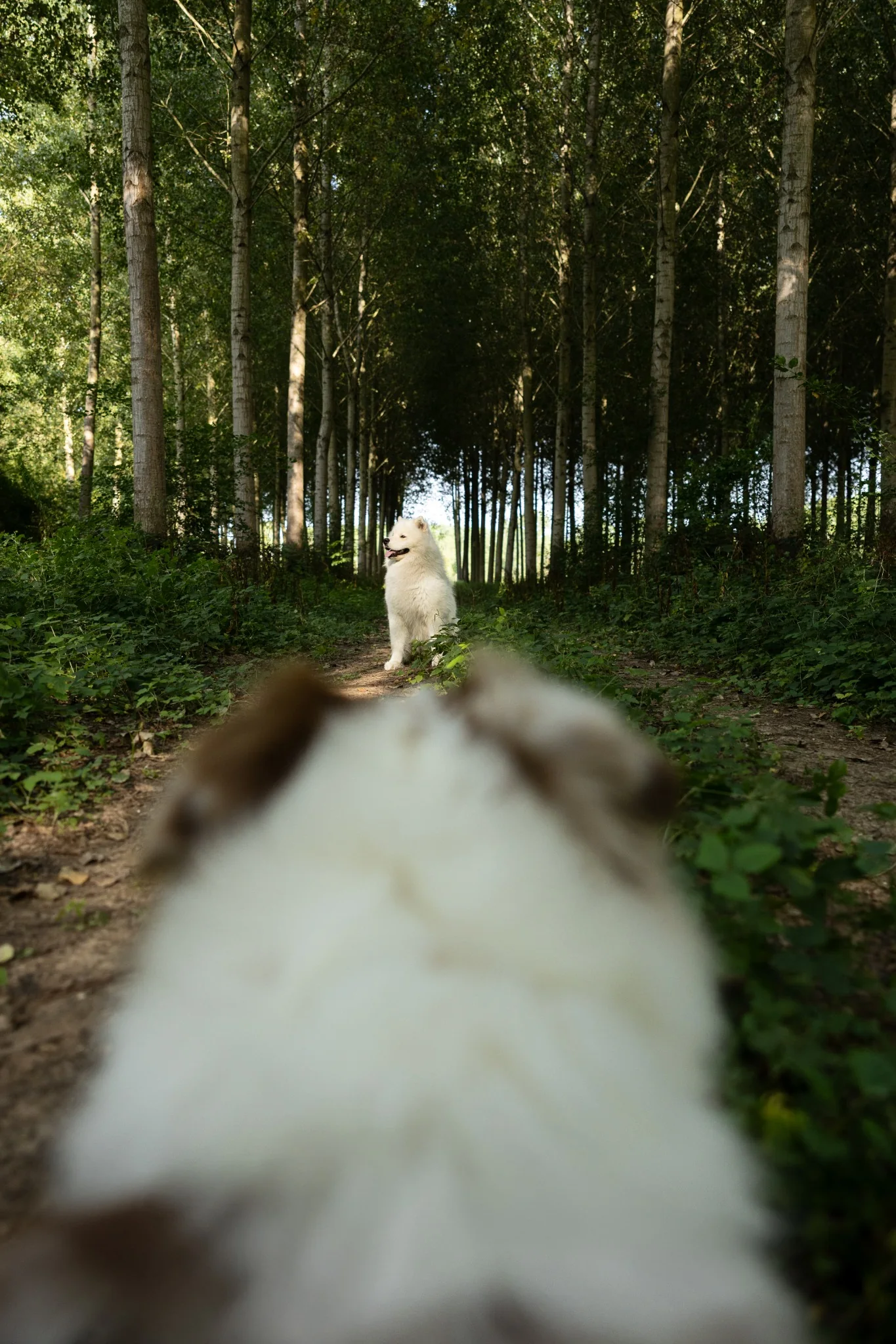 Photographie animalière en extérieur par KBL.photographie