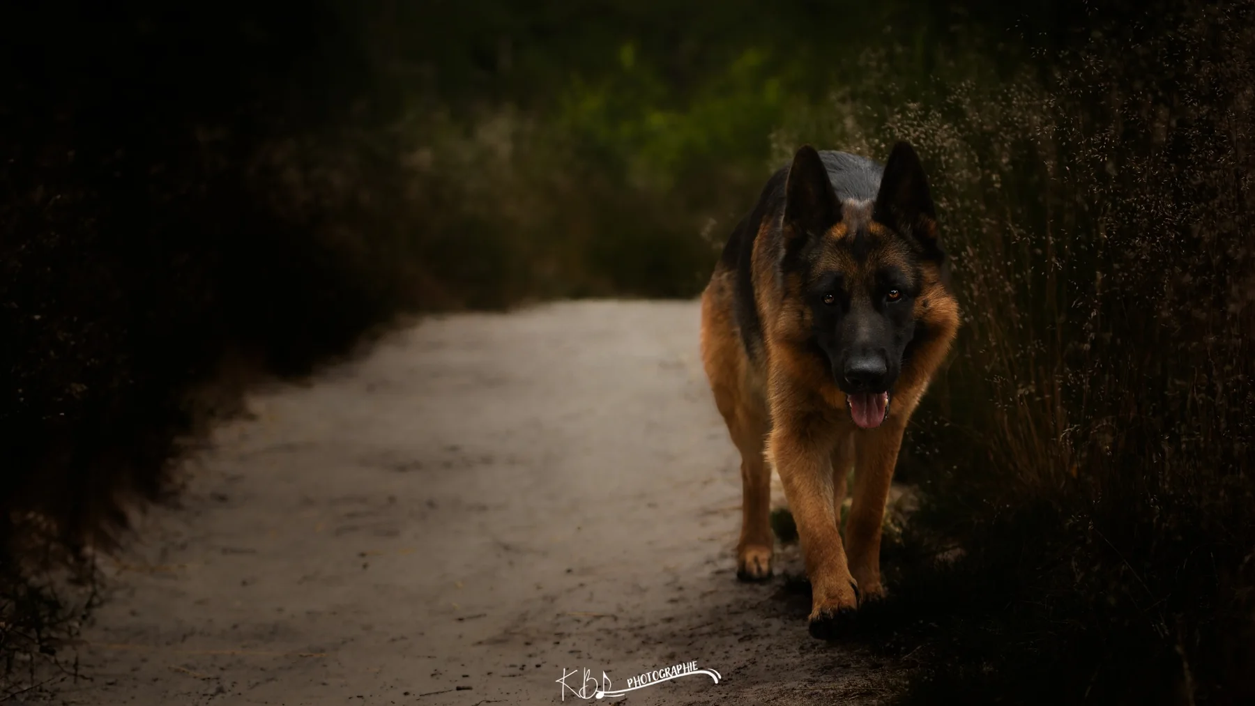 Photographie animalière en extérieur par KBL.photographie