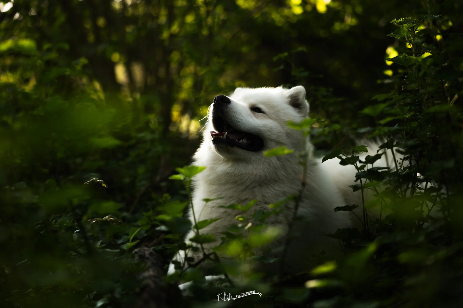 Photographie animalière en extérieur par KBL.photographie