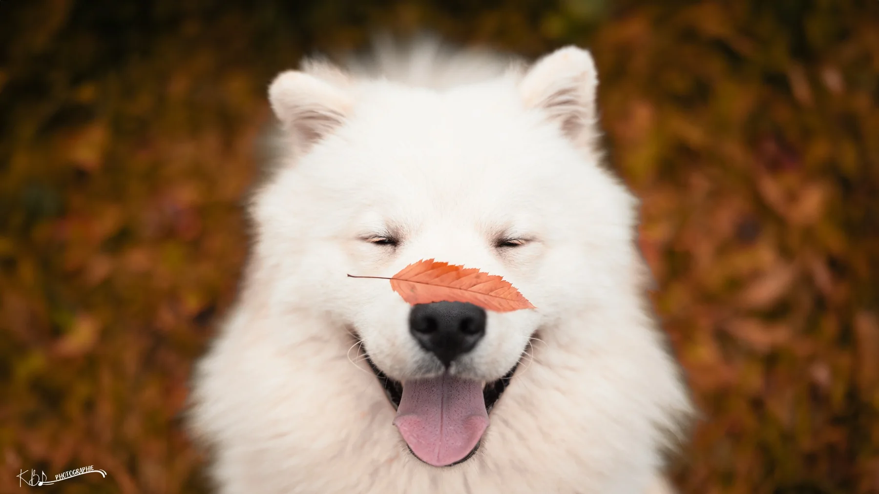 Photographie animalière en extérieur par KBL.photographie