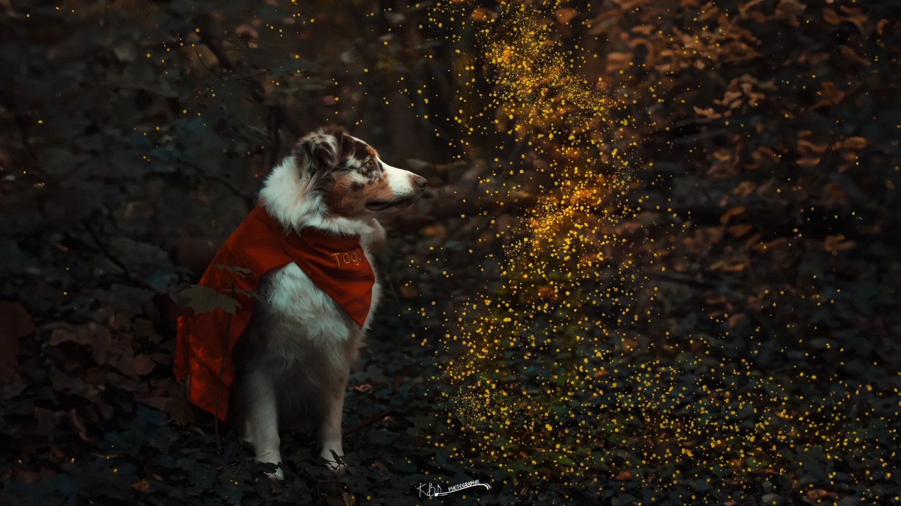 Photographie Super Dog cinématographique par KBL.photographie