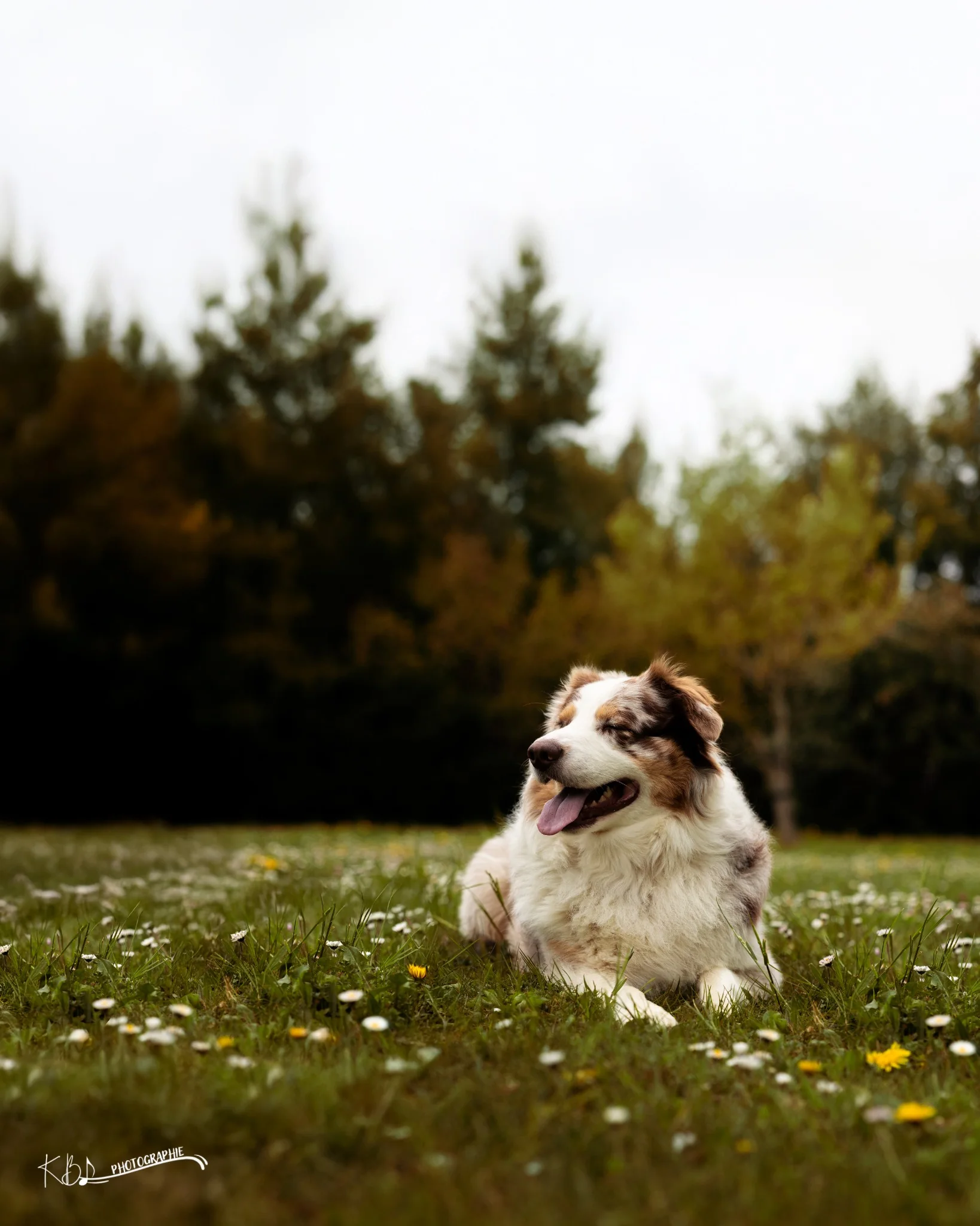 Photographie animalière en extérieur par KBL.photographie