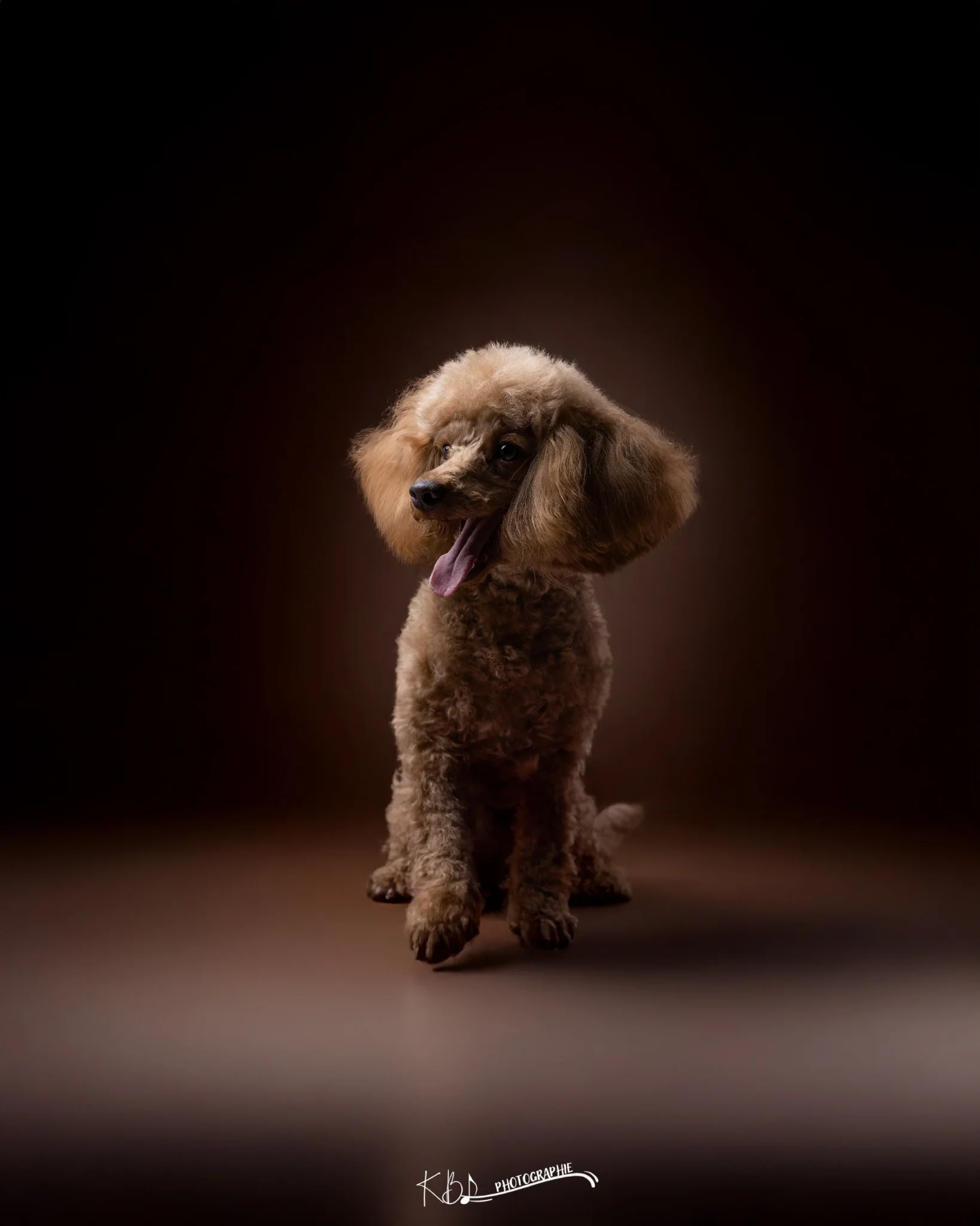 Photographie animalière en studio par KBL.photographie