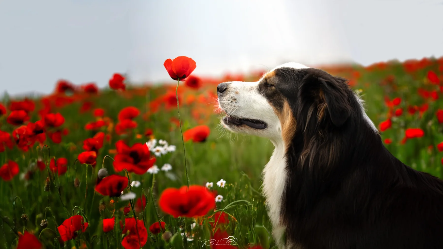 Photographie animalière en extérieur par KBL.photographie