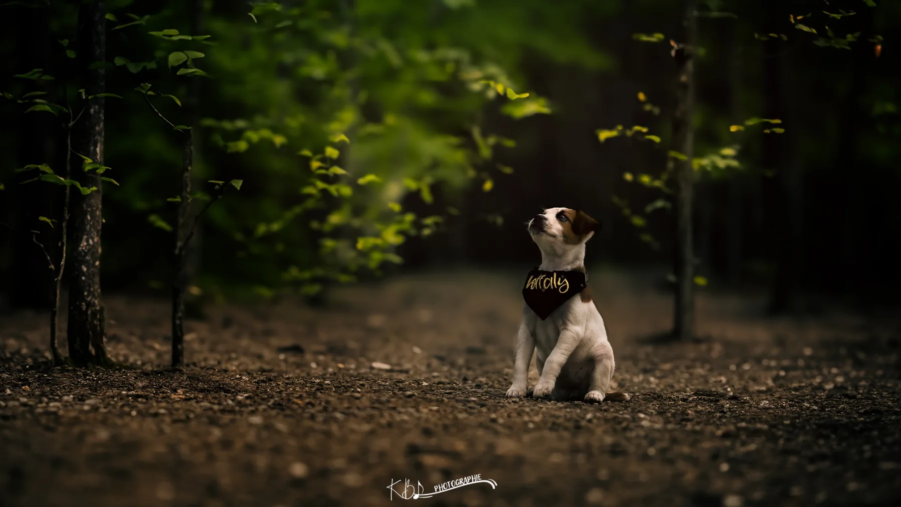 Photographie animalière en extérieur par KBL.photographie
