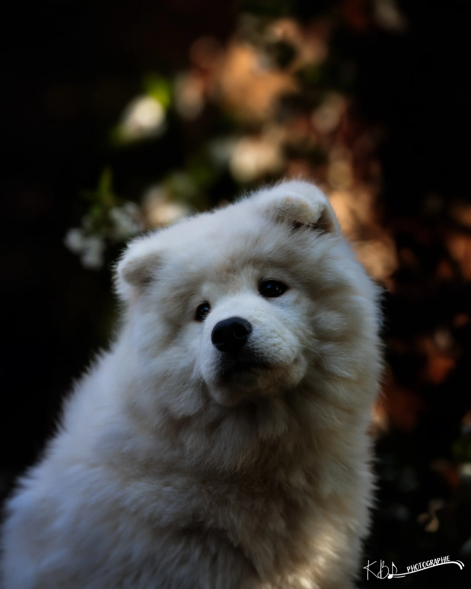 Photographie animalière en studio par KBL.photographie