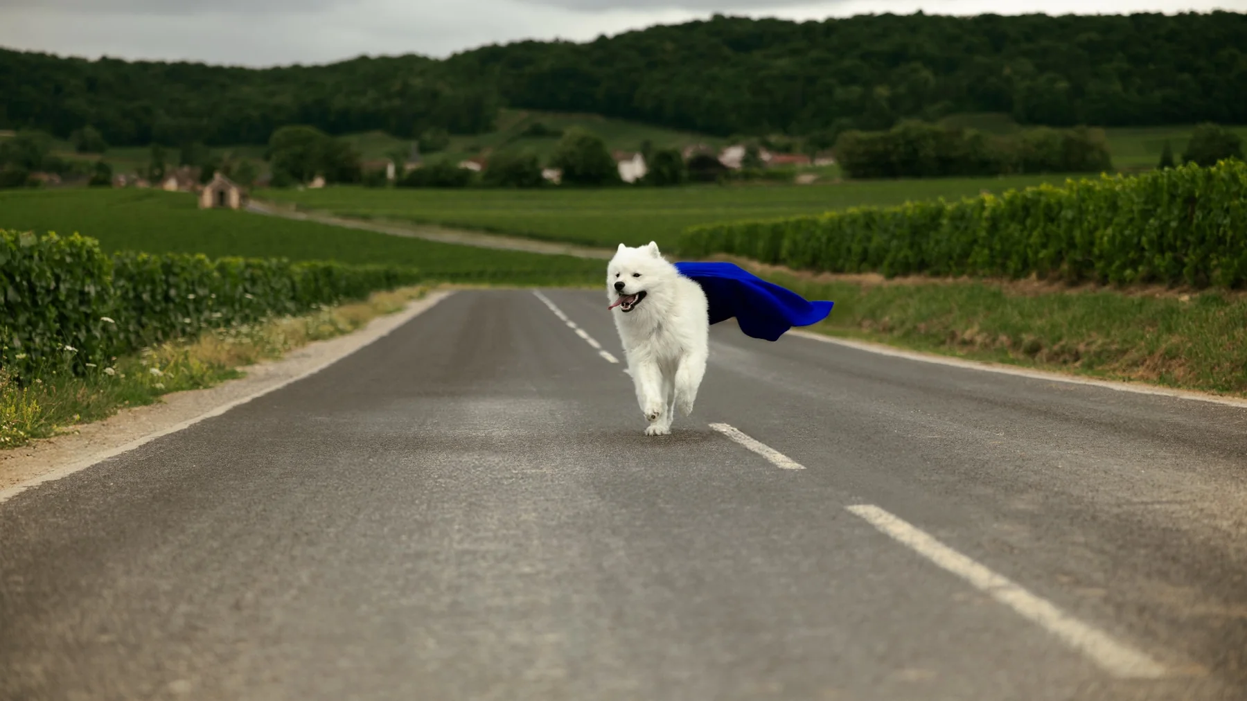 Photographie Super Dog cinématographique par KBL.photographie