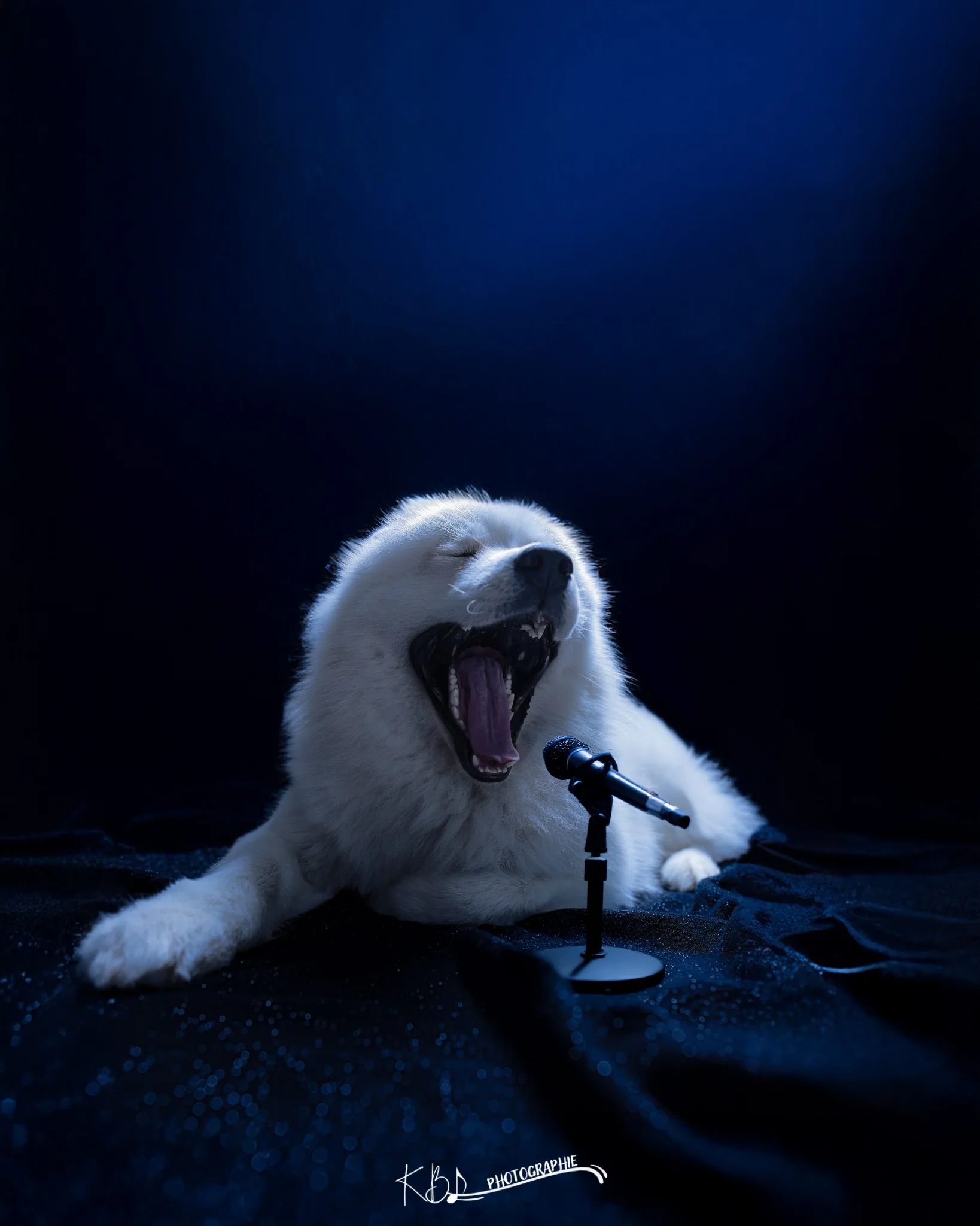Photographie animalière en studio par KBL.photographie