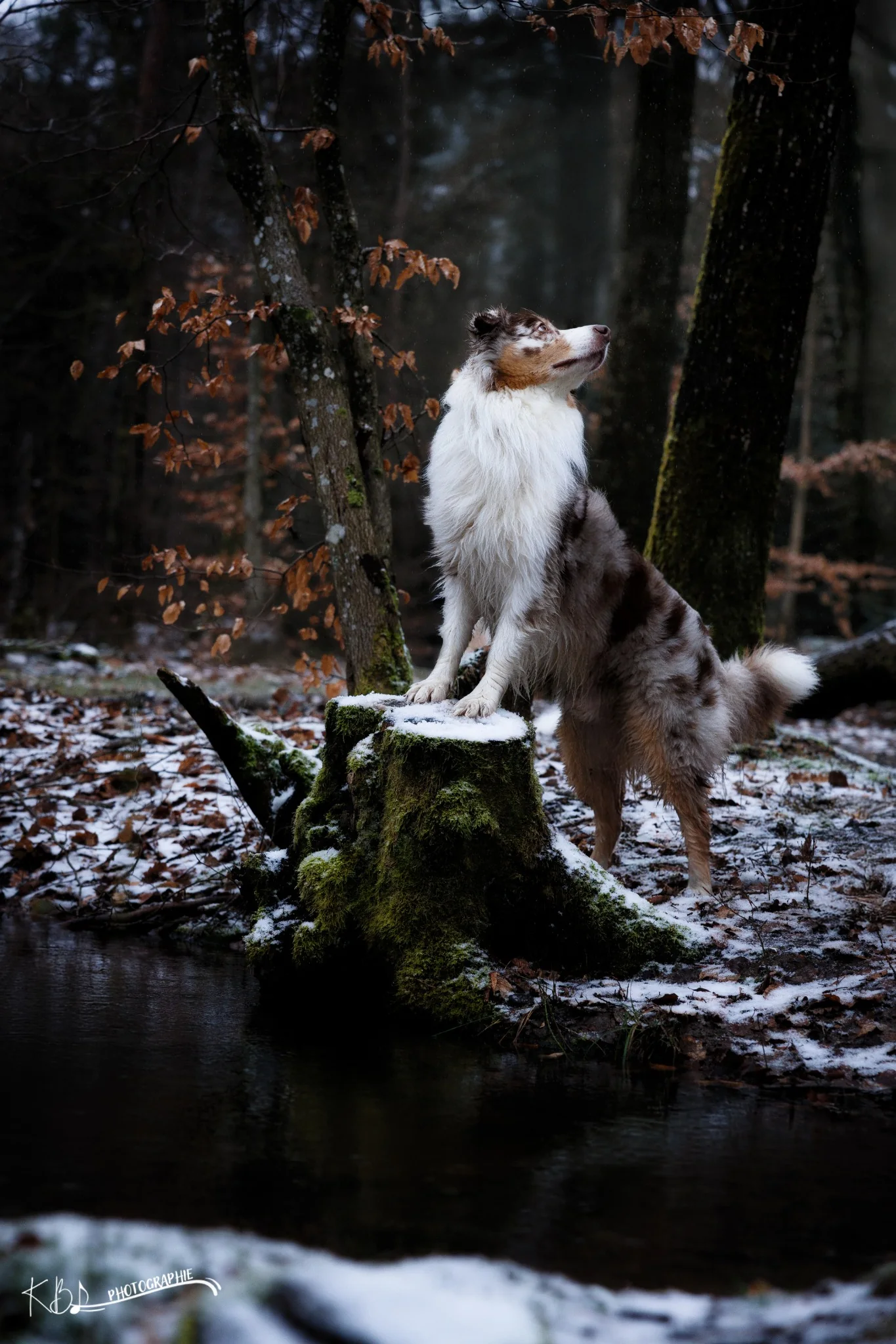 Photographie animalière en extérieur par KBL.photographie