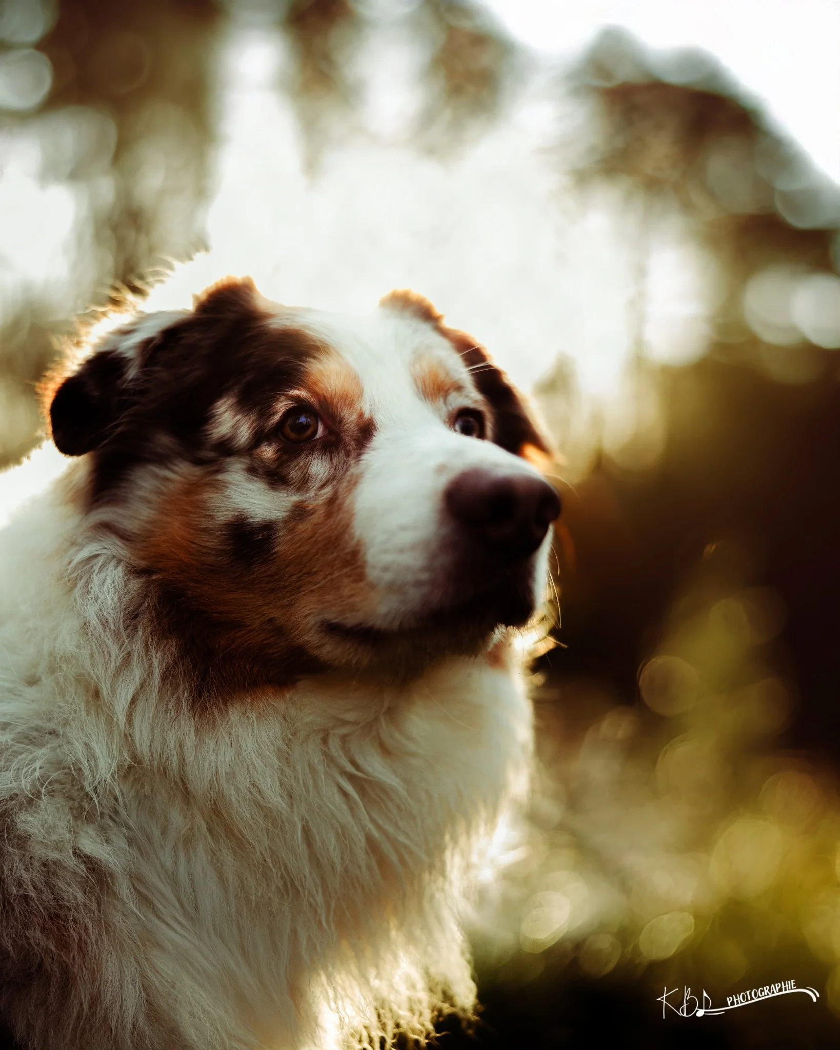 Photographie animalière en extérieur par KBL.photographie