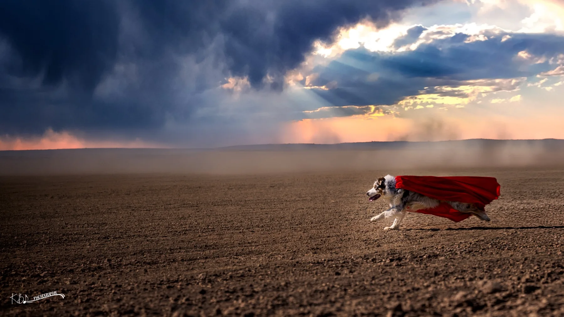 Photographie Super Dog cinématographique par KBL.photographie