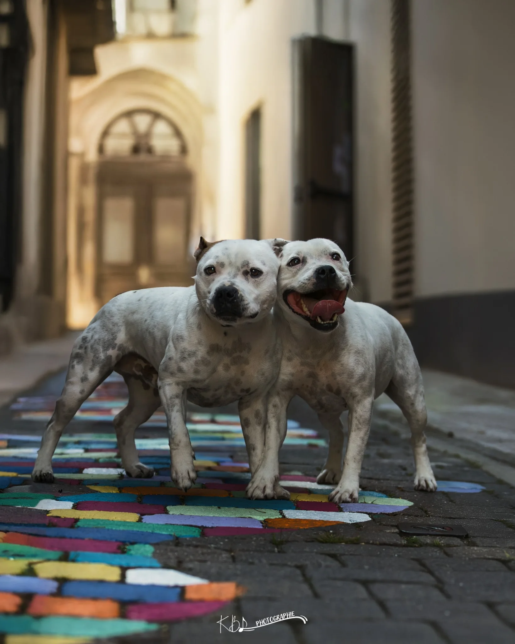 Photographie de complicité avec un animal par KBL.photographie