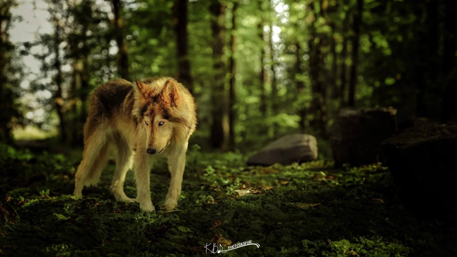 Photographie animalière en extérieur par KBL.photographie